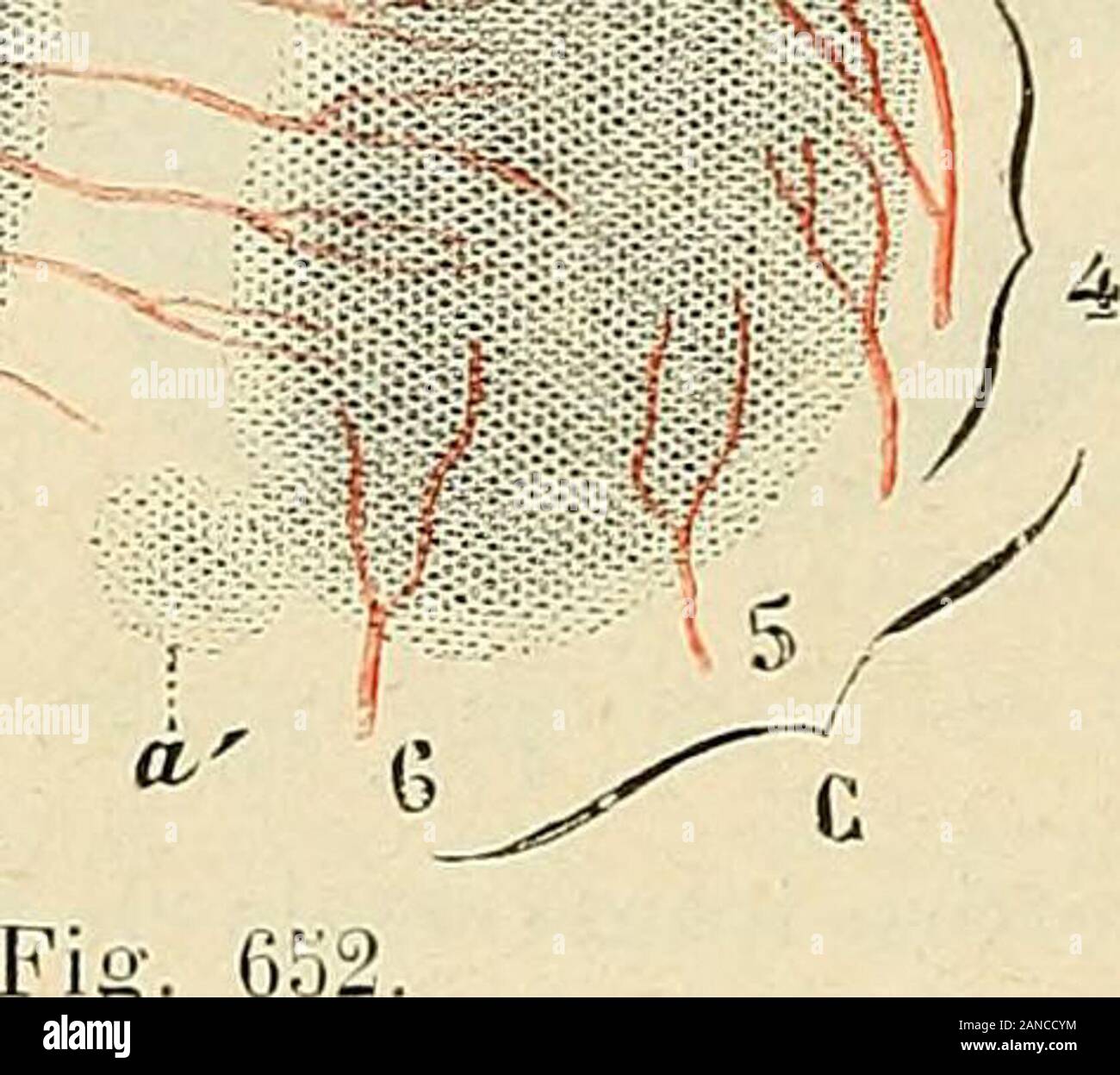 Traite D Anatomie Humaine 796 Nevrologie Dans La Fente Cerebrale De Bichat Et Aborde La Couche Optique Entre Le Corps Genouilleinterne Et Le Corps Genouille Externe Elle Se Distribue Comme Son Nom Traite D Anatomie Humaine 796 Nevrologie Dans La Fente Cerebrale De Bichat Et Aborde La Couche Optique Entre Le Corps Genouilleinterne Et Le Corps Genouille Externe Elle Se Distribue Comme Son Nom