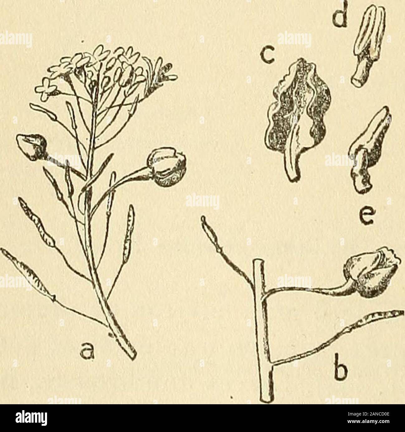 Les zoocécidies des plantes d'Afrique, d'Asie et d'Océanie : description des galles, illustration, bibliographie détaillée, répartition géographique, index bibliographique . 1848-1349, n^GGg;,!!^. ilo-2,lW6, © ; TR. Trotter, igiîi,p.7r),rii2,p.88. I CRUCIFERES 288 Pl.ti. — Renflement caulinaire, subfusiforme, de 8-i5 mm. de long-sur 3-6 mm. de diamètre transversal, situé le plus souventdans la région de linflorescence ijit^. GgS) ; il renferme unecavité allongée. [Coléoptère] 1039 trotter,i9i4,p.ii,n°20,pl.II,2, ©; i9i5,p.88. TR. nSplotaïKis [anaralls DC] Pire. — Léger renflement de laxe di Stock Photo