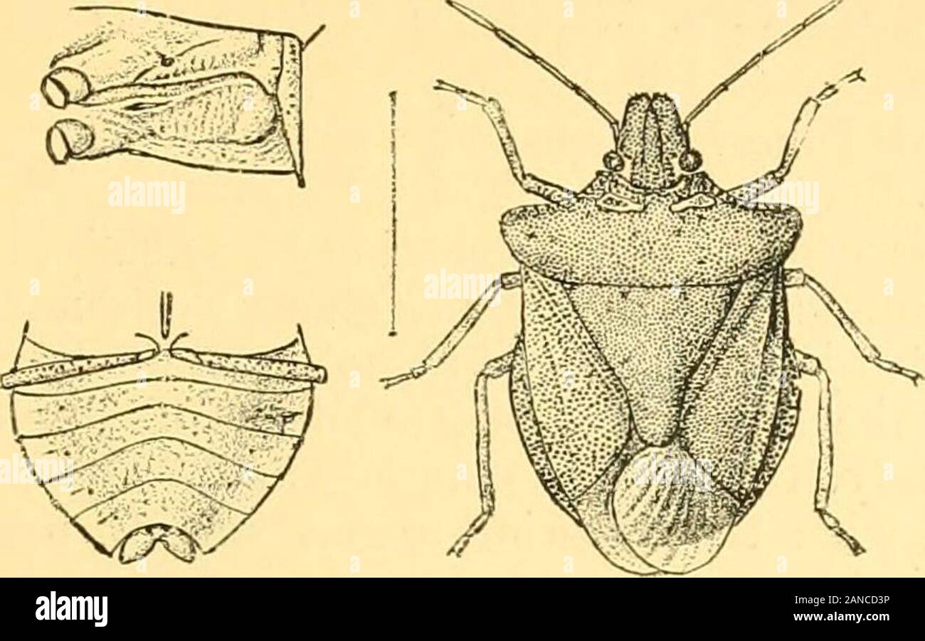 Rhynchota .. . l jointof antennse not reaching apex of head; rostrum ...
