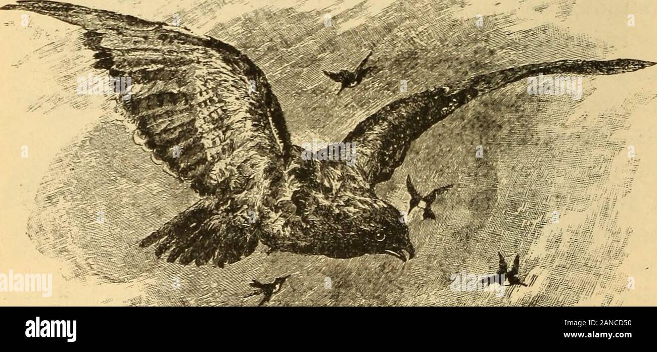 Animal Life In The Sea And On The Land Fig 217 Whippoorwills 6 Animal Life In The Sea And On The Land Xlvlbirds Of Prey Eaptores Sub Kingdom Vertebrata Class Aves 1 Hawks As