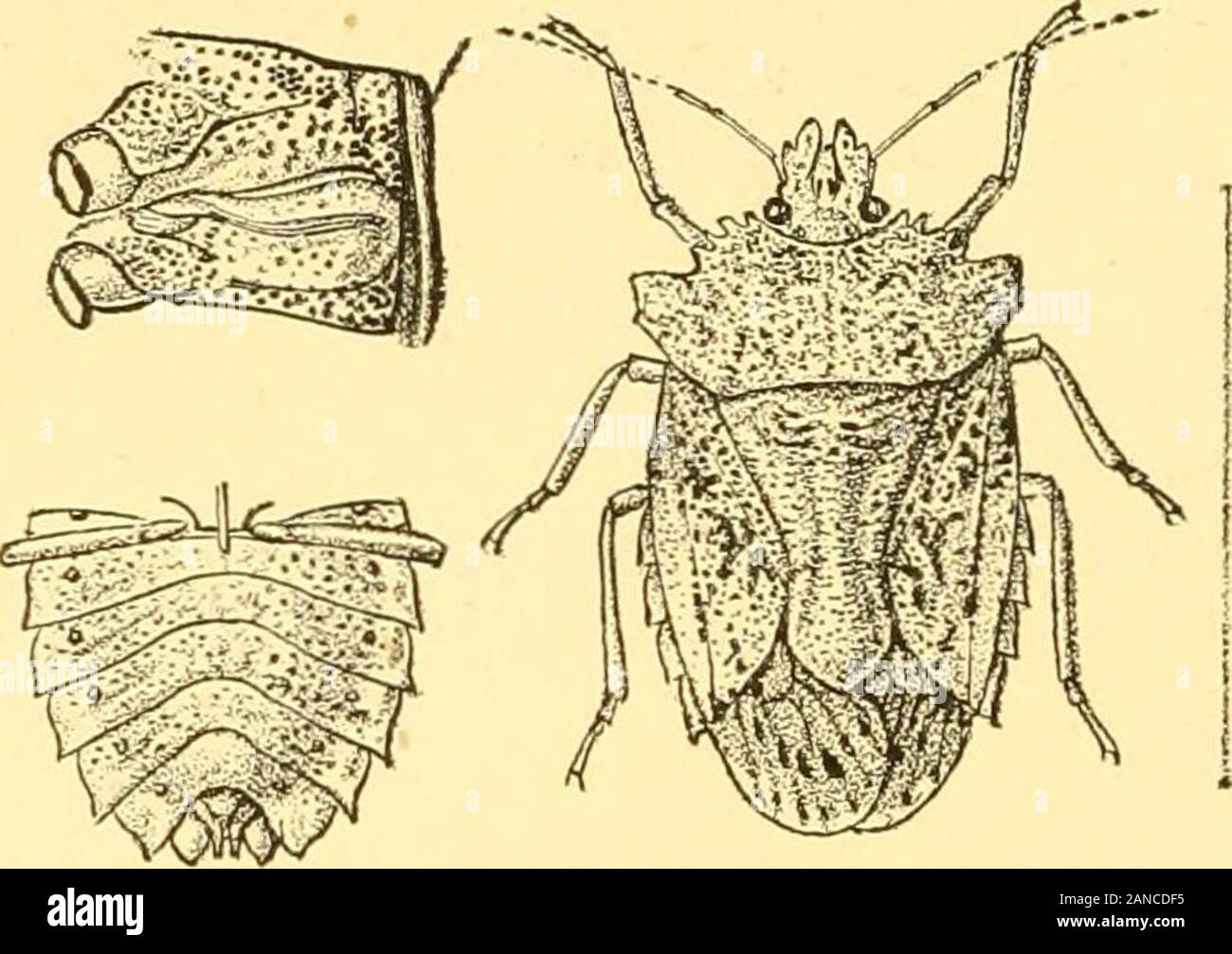 Rhynchota .. . eir margins lobate infront of eyes, notched and narrowed ...