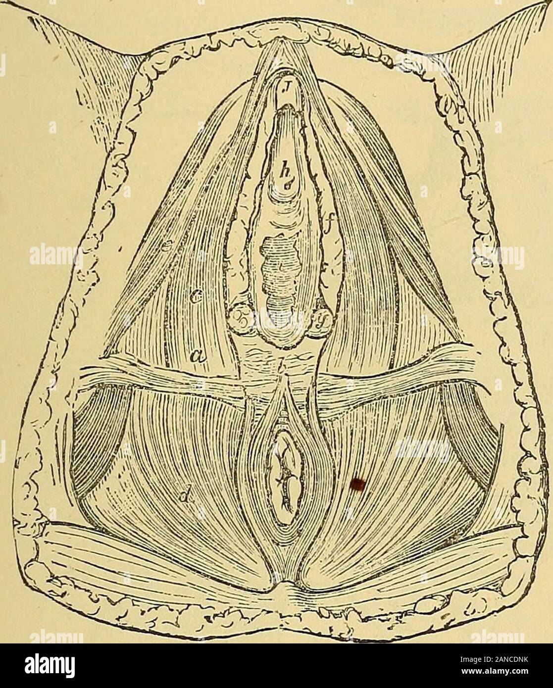 Pareunia Manual of gynecology . ese muscles, while its base is partiallyclosed ...
