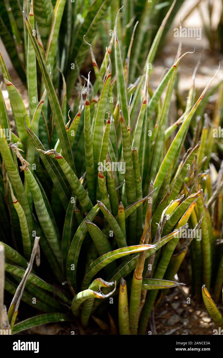 Sansevieria trifasciata,snake plant, Saint George's sword, mother-in-law's tongue,viper's bowstring hemp,plant,RM Floral Stock Photo