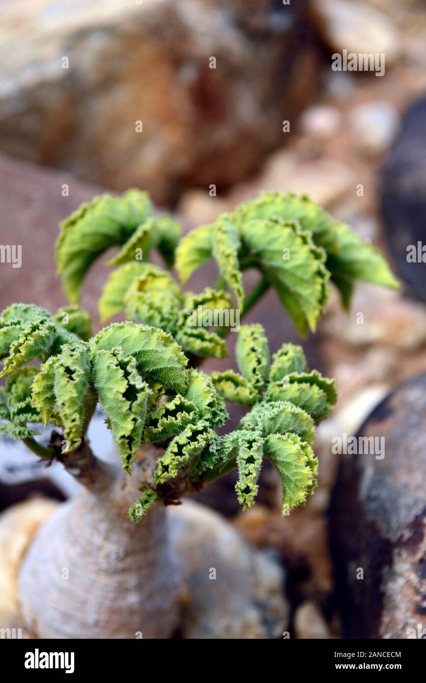 Cyphostemma uter,caudiciform succulent,leaves,foliage,plant,plants,succulents,RM Floral Stock Photo