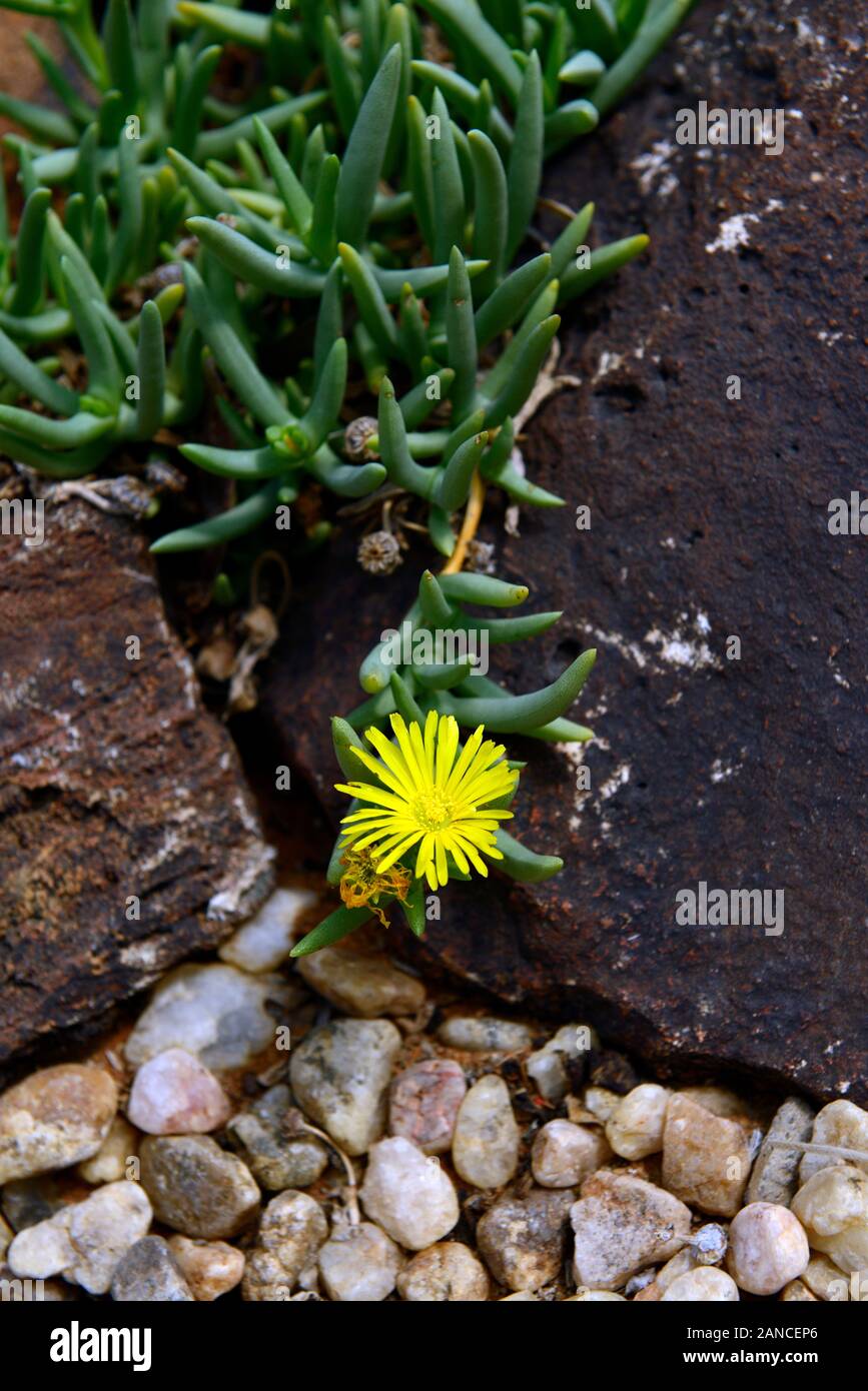 Cephalophyllum ebracteatum,succulent,succulents,plant,plants,yellow flower,flowering,namibian native plant,namibia,RM floral Stock Photo
