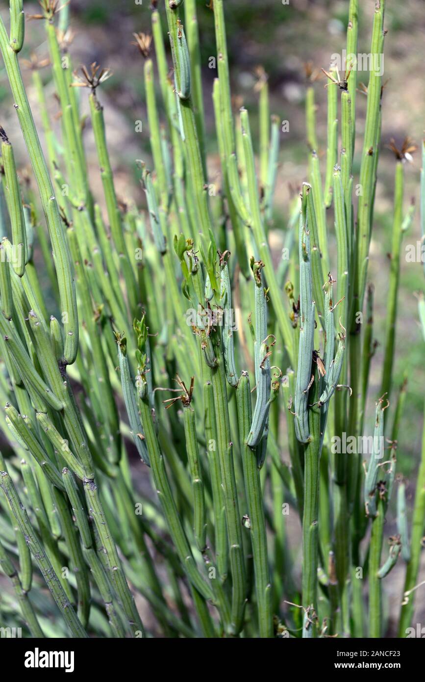 Kleinia longiflora,syn Senecio longiflorus,green succulent,succulents,foliage,namibian native plants,plant,namibia,RM floral Stock Photo