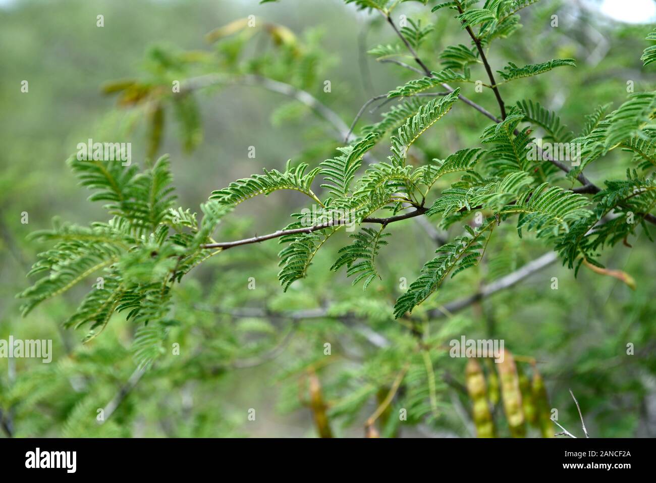 Acacia hereroensis,mountain thorn,green leaves,foliage,namibian native tree,trees,plants,plant,namibia,RM floral Stock Photo