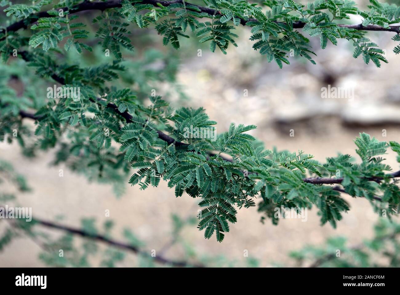 Vachellia reficiens,acacia reficiens,red-bark acacia, red thorn,false umbrella tree,false umbrella thorn,namibian tree,trees,leaves,foliage,RM Floral Stock Photo