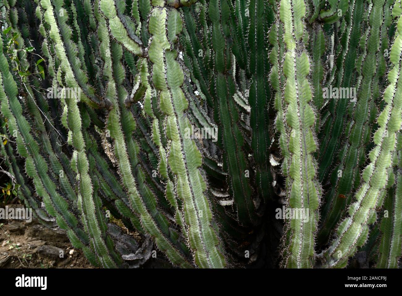 Euphorbia virosa,Gifboom or poison tree,spurge,spurges,Euphorbiaceae,poisonous plant,plants,thron,thorns,namibian native plant,plants,namibia,RM Flora Stock Photo