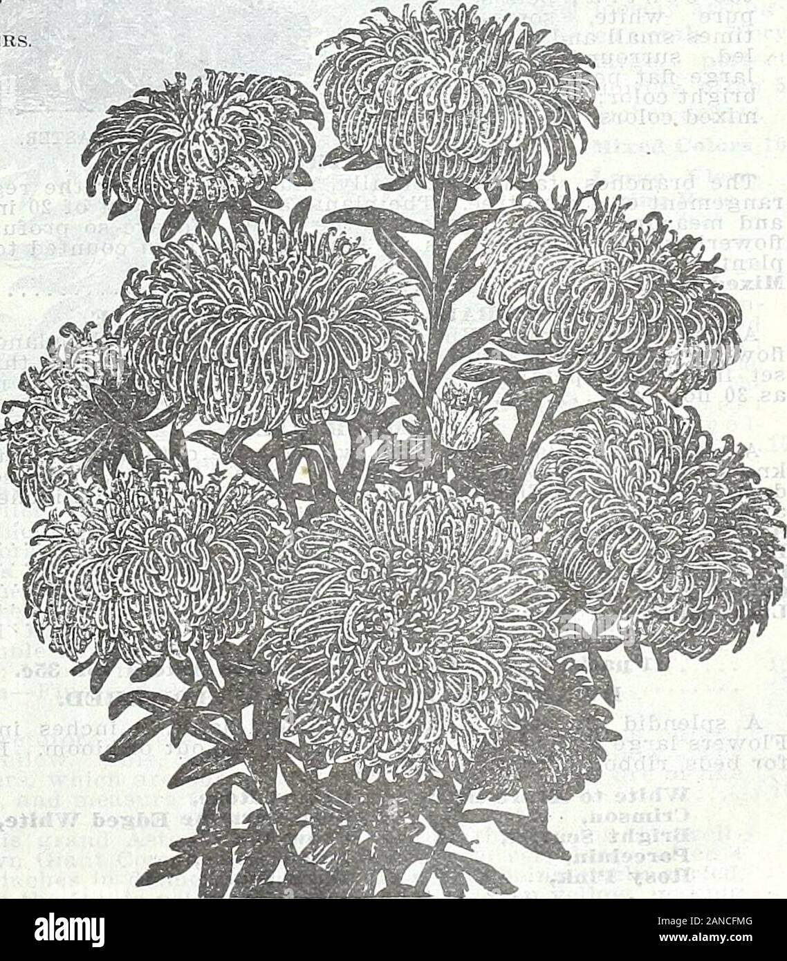 Farm and garden annual, spring 1906 . ngpieces. Pkt. White 10 Blue 10 Lavender 10 1 pkt. each of the 5 named Semples Branching Asters for 35c. GIANT UPRIGHT BRANCHING. A grand Aster, growing about 30 inches tall, with strong,straight, upright stems, permitting of close planting. The flowersare exceptionally large and very double. Pkt. Pure White 10 Pink 10 DWARF OR BUSH ASTERS. A new class forming small compact bushesabout 9 inches in height, branching very freelyand densely furnished with foliage. When infull bloom the plant is completely covered withcharming little double flowers, about an i Stock Photo