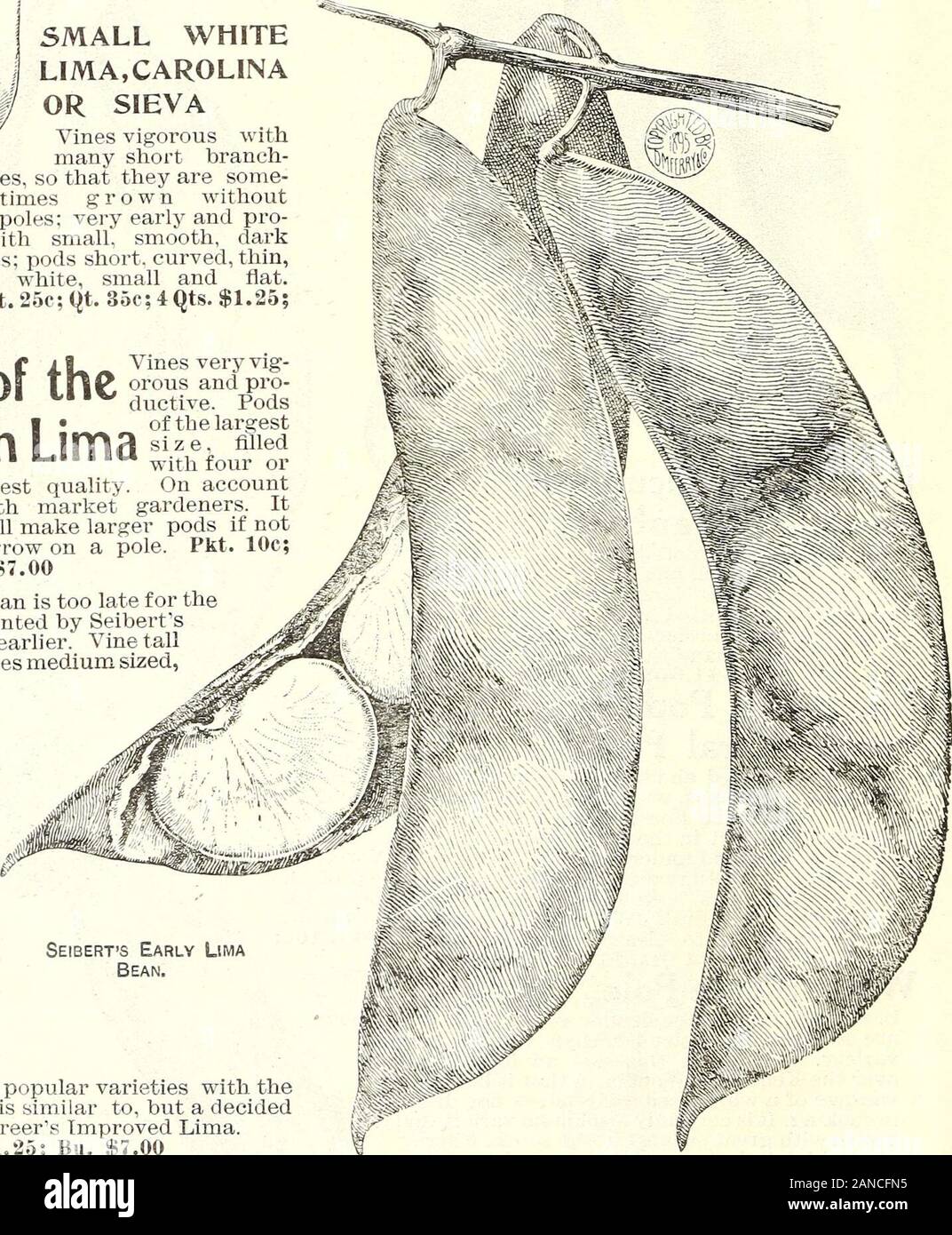 Seed annual 1906 . Kin^ of the Challenger Lima The vines of this splendid sortare very stout, vigorous and pro-ductive. The pods are much Seiberts Early Limathicker than those of the other Bean.Li mas and contain from four tofive beans which are large, thick,white and of the best quality.It is early and continues to pro- duce large clusters of pods until cut off by frost. One of the most popular varieties with theNew York market gardeners. This is similar to, but a decidedimprovement on what is known as Dreers Improved Lima.Pkt. 10c; Pt. 25c; Qt. 35c; 4 Qts. $1,25; Bu. $7.00 If Beans are order Stock Photo