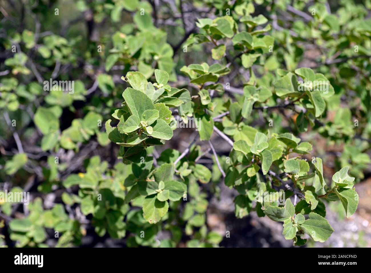 Dombeya rotundifolia,dikbas,South African wild pear,tree,trees,leaves,foliage,southern african native plant,plants,namibia,RM Floral Stock Photo