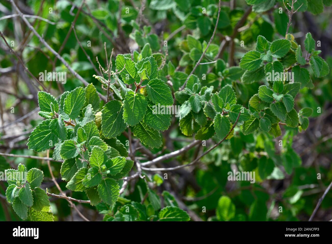 Tetradenia riparia,misty plume bush,ginger bush,shrub,shrubs,leaves,foliage,plant,plants,namibia,RM Floral Stock Photo