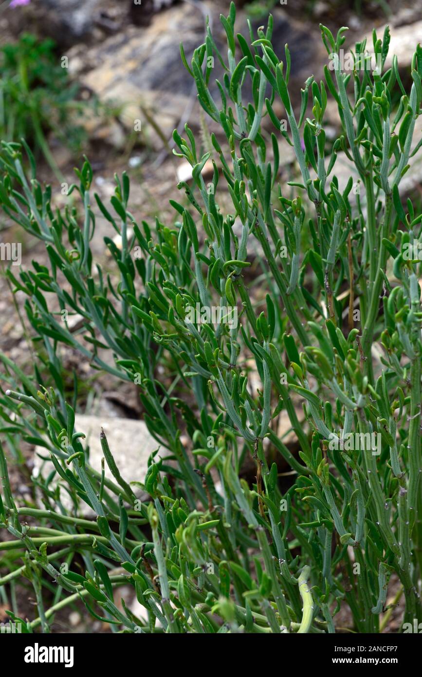 Kleinia longiflora,syn Senecio longiflorus,green succulent,succulents,foliage,namibian native plants,plant,namibia,RM floral Stock Photo
