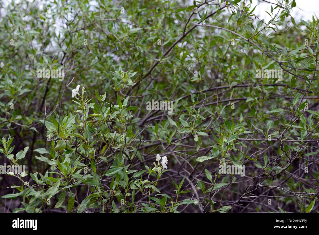 Manuleopsis dinteri,herbs,herbaceous plant,shrub,shrubs,leaves,foliage,plant,plants,namibia,RM Floral Stock Photo