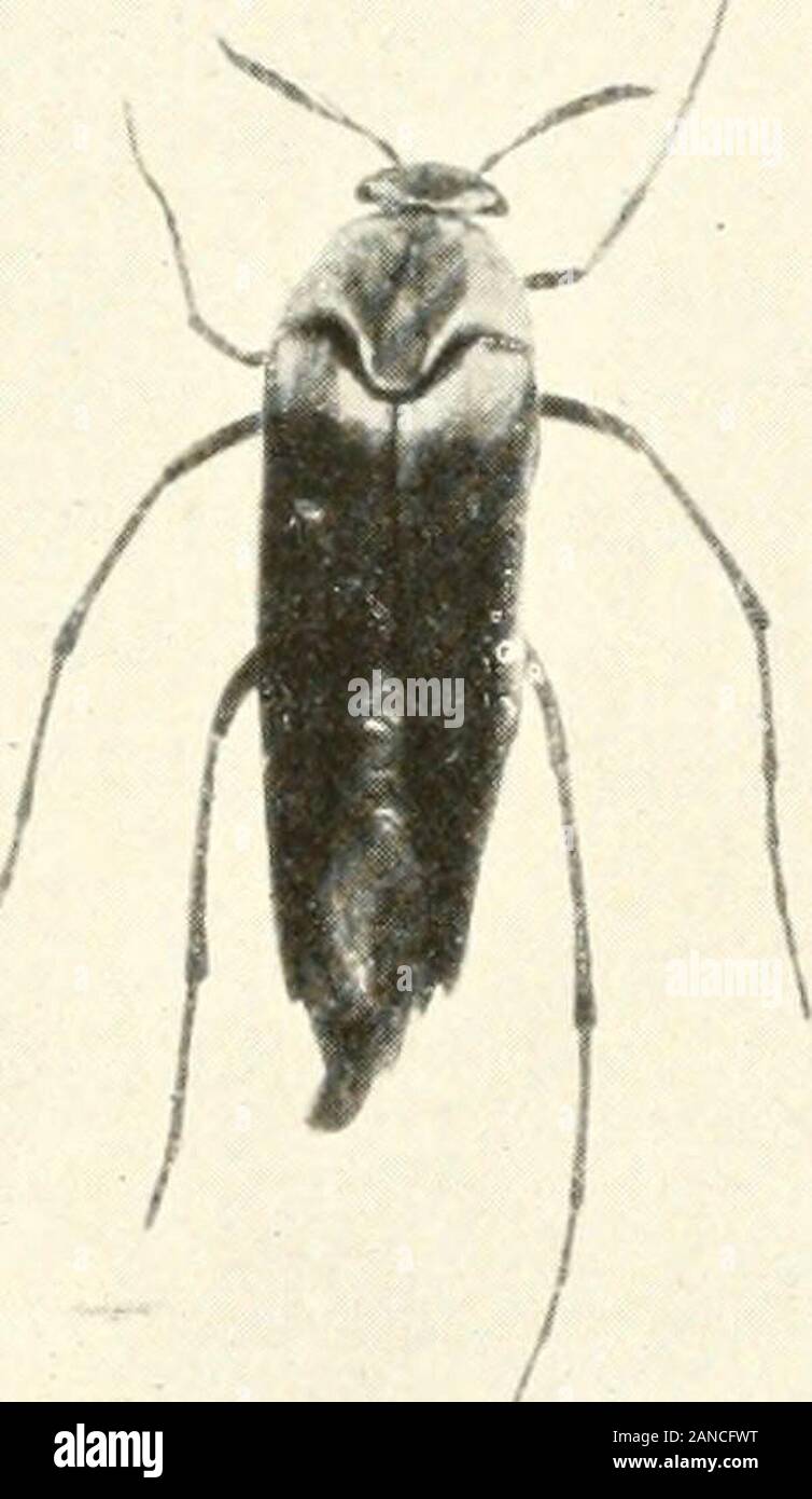 Insect Without Appendages Marvels of insect life ; a popular account of structure and habit ...
