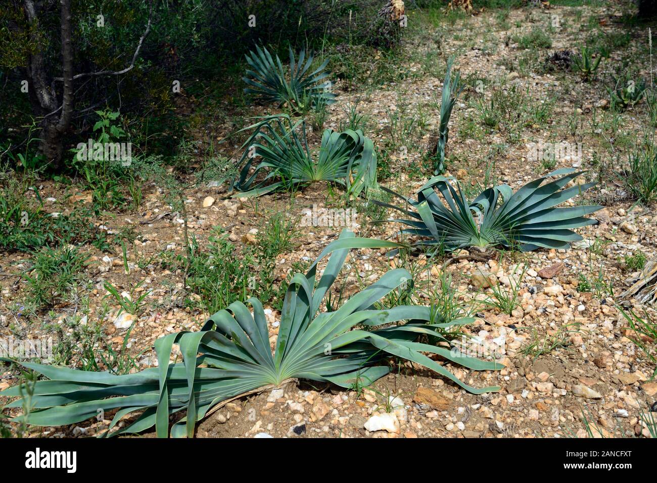 Boophone disticha,bulbous tropical,subtropical flowering plant,endemic to Africa,century plant or tumbleweed,leaves,foliage,plants,plant,namibia,RM fl Stock Photo