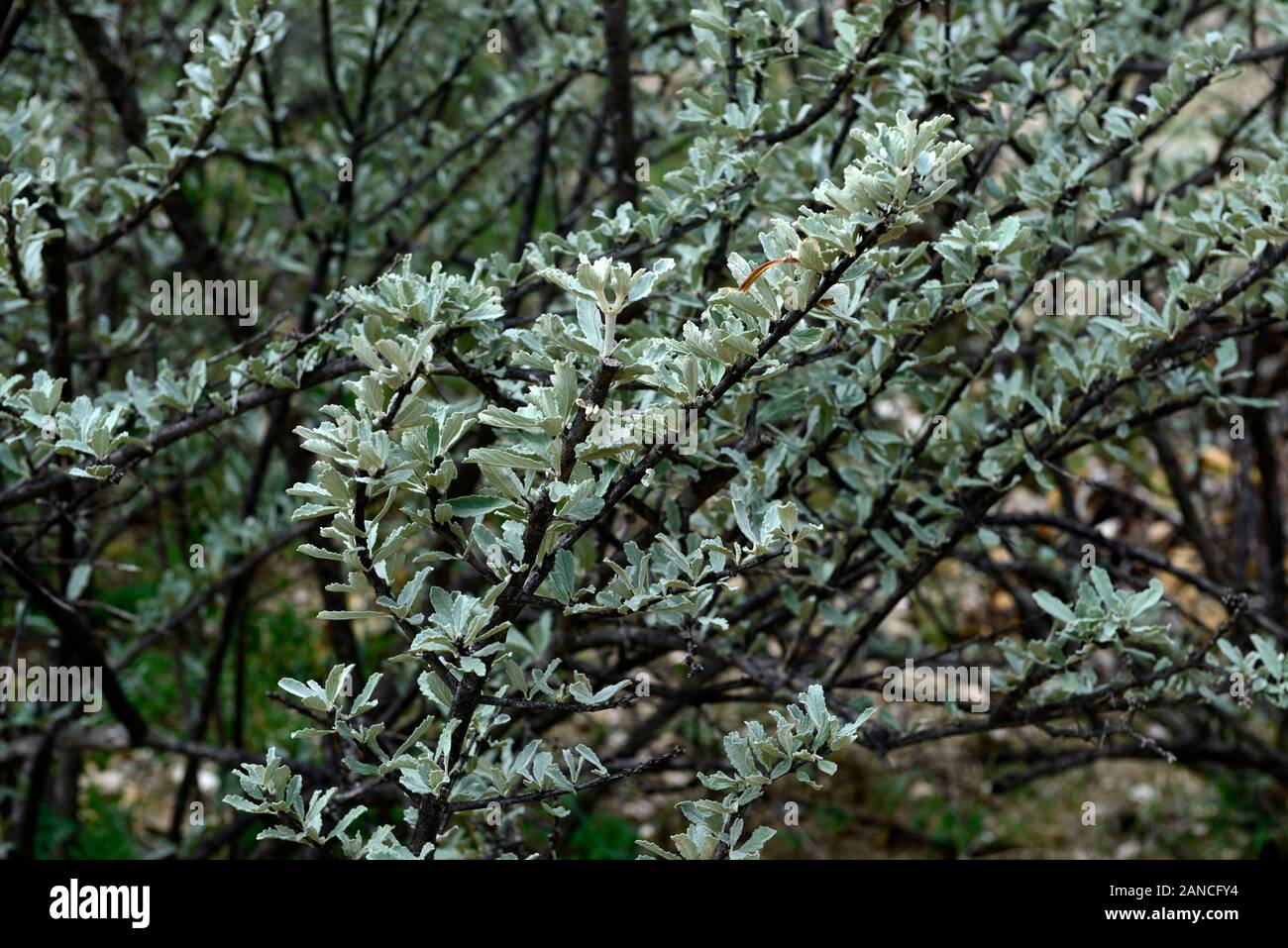Catophractes alexandri,spiny shrub,small tree,trees,shrubs,leaves,foliage,namibian native plants,plant,namibia,RM floral Stock Photo