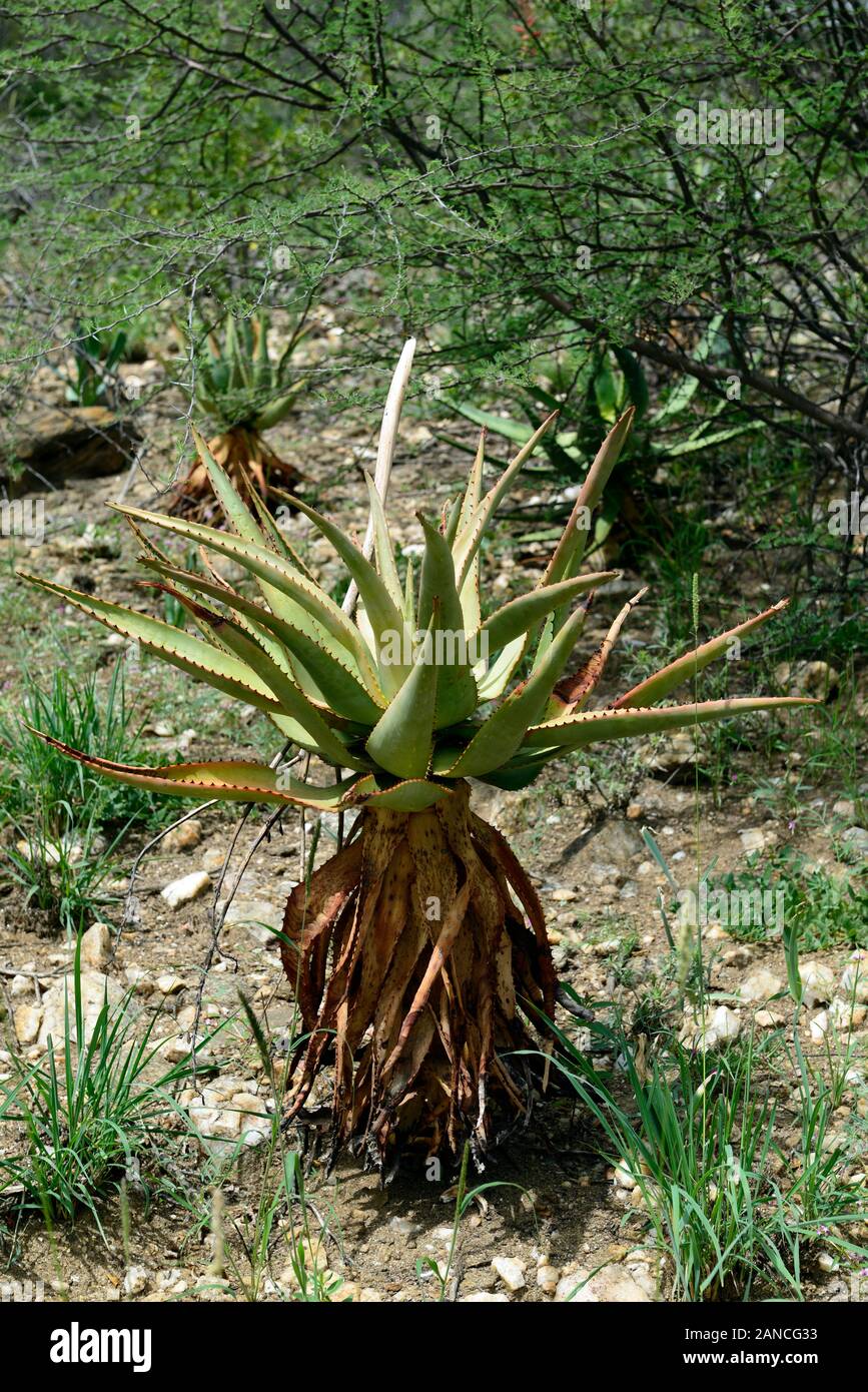 Aloe littoralis,flowering succulent plant,succulent,succulents,aloe,aloes,plant,plants,namibia,RM Floral Stock Photo
