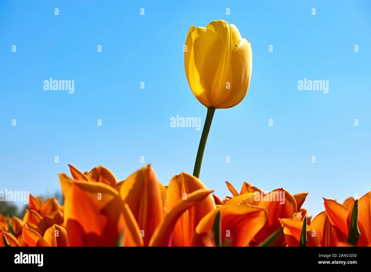 Individuality, difference and leadership concept. Stand out from the crowd. A single yellow tulip in a field with orange tulips against a blue sky. Stock Photo