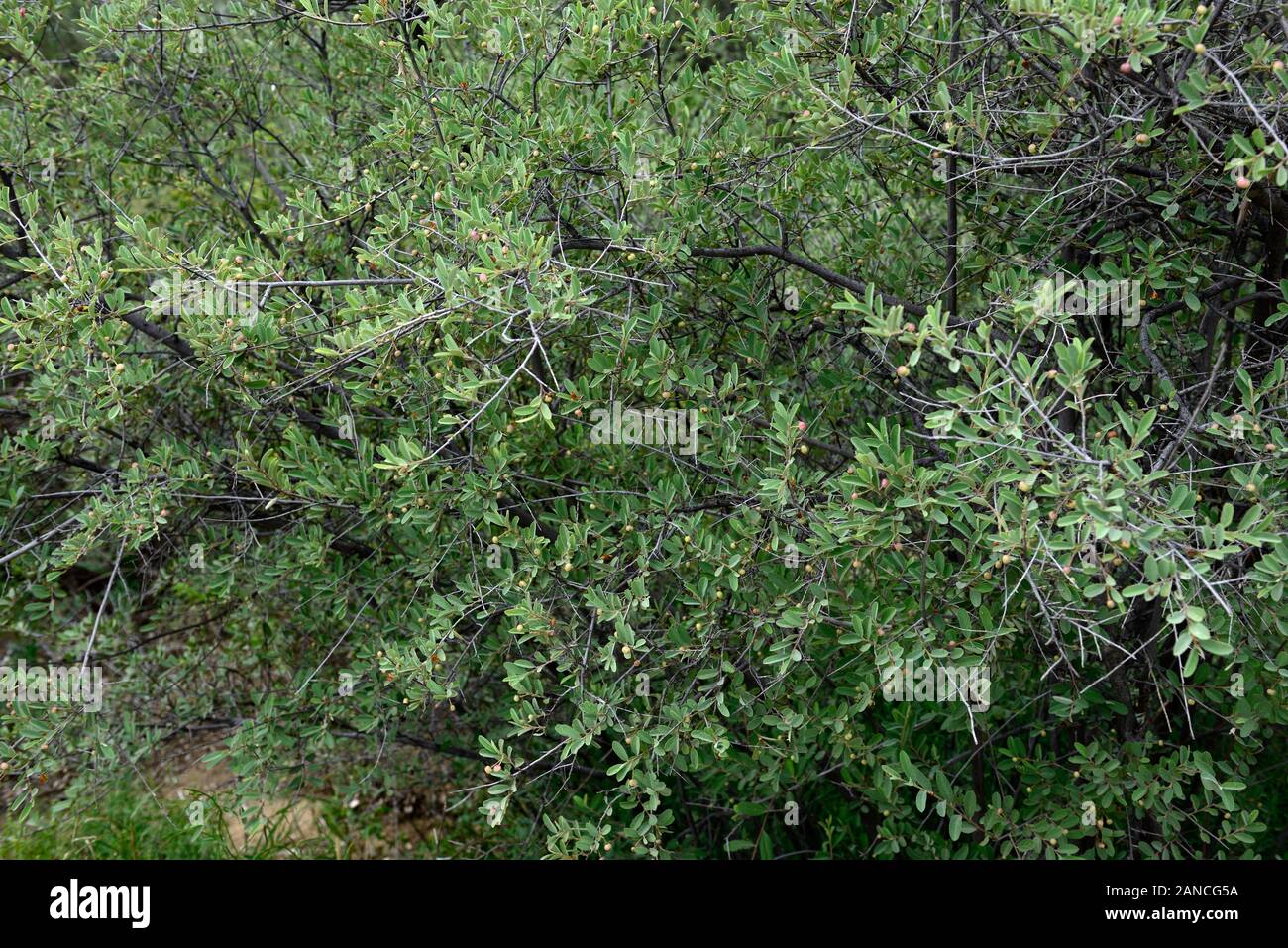 Grewia flava,syn Grewia cana,syn Grewia hermannioides,Brandybush,Velvet raisin,tree,trees,leaves,foliage,namibian native plant,plants,namibia,RM Flora Stock Photo