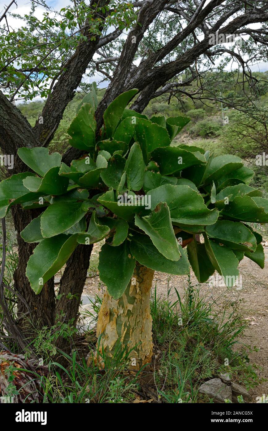 Cyphostemma currorii,succulents,succulent tree,Vitaceae,cobas tree,butter tree,tree,trees,leaves,foliage,namibian native plant,plants,namibia,RM Flora Stock Photo