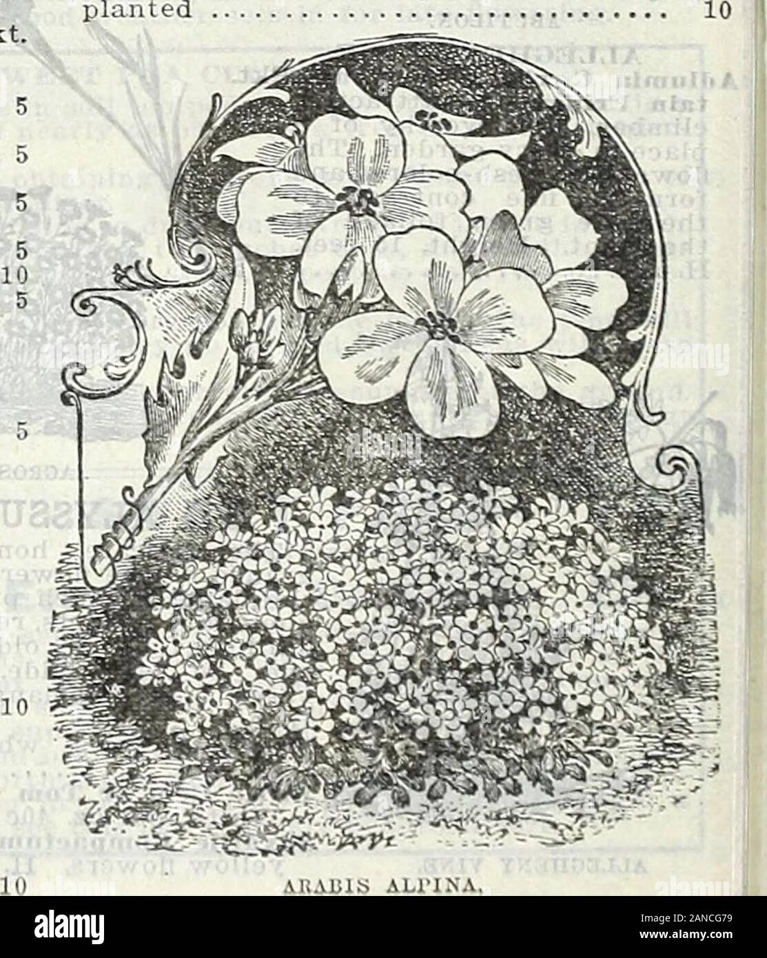 Farm and garden annual, spring 1906 . andiflora Alba—A Pkt.new variety, with very large,snow-white flowers, which areproduced in great abundance.... Chrysantha—Bright yellow, flower-ing freely all summer. 4 feet. . Coerulea—Fine porcelain blue, cen-ter petals white, 2 feet Glandulosa (True)-1—Blue and white,W2 feet Skinncrii—Scarlet and yellow, 1% ft. Choice Mixed ARABIS. Alpina—An early blooming plant,well suited for borders and rockwork. Pure white flowers; height6 inches. H. P ARCTOTIS GRANDIS.African I.ilac Daisy. A remarkably handsome annualfrom Africa, forming many branchedbushes, 2 to 3 Stock Photo