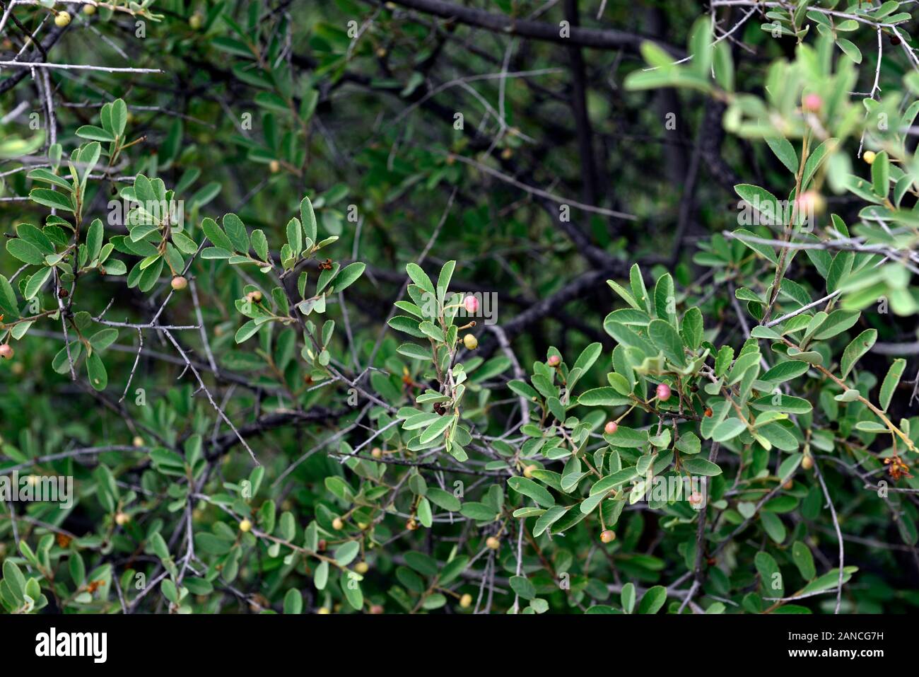 Grewia flava,syn Grewia cana,syn Grewia hermannioides,Brandybush,Velvet raisin,tree,trees,leaves,foliage,namibian native plant,plants,namibia,RM Flora Stock Photo