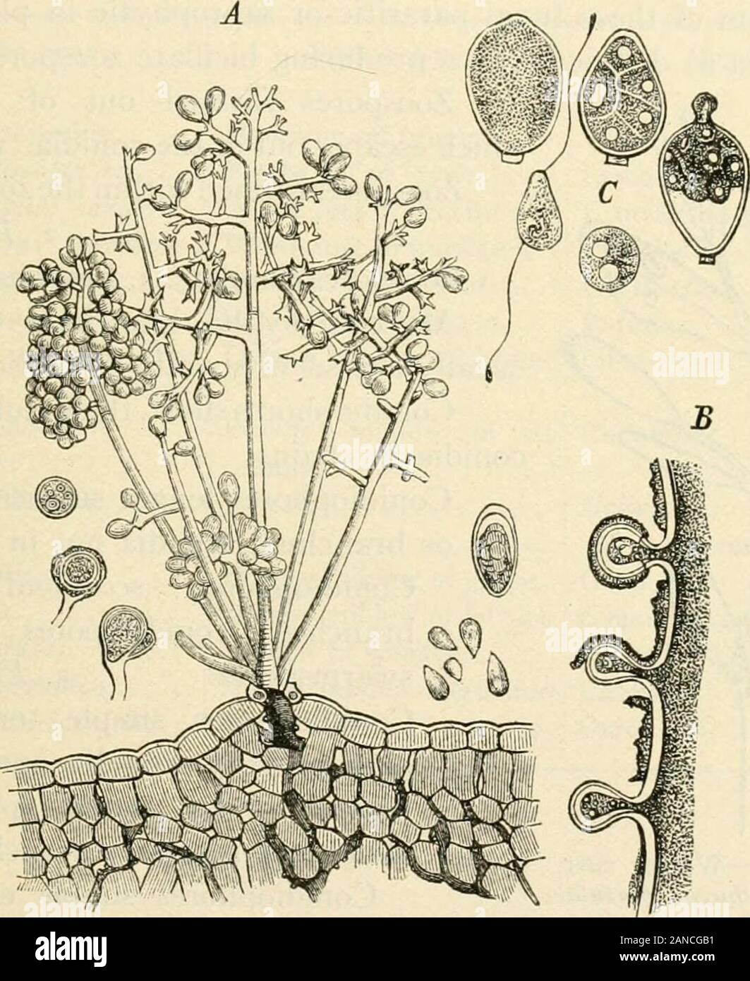 A text-book of mycology and plant pathology . , 24 hours after germination of zoospores. 7, Achlyamonoica, with antheridia and oogonia; 8, Achlya conlorla. {After Henri Coupin,Atlas des Champignons Parasites et Pathogenes de VHomme el des Animaux, pi. xviii,1909.) spores which escape or by the protoplasm escaping (plasmatoparous), asin Peronospora densa, or by germ tubes, which in some species (Perono-spora lactuccB) appear at the end of the spore (acroblastic), or at theside of the conidiospore (pleuroblastic), as in Peronospora radii. Theoogonia and antheridia, which are also present, are fo Stock Photo