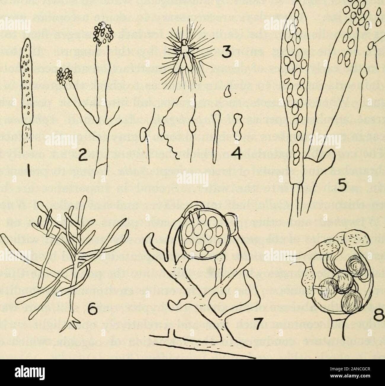 A text-book of mycology and plant pathology . 35). Family 3. Peronosporace.^.—This family is rich in parasiticforms which may be accounted as the cause of important diseases ofcultivated plants. The hyphte of the mycelia are irregularly and copi-ously branched and are found mainly in the intercellular spaces of thehost tissue sending short branches called haustoria into the adjoiningliving cells. These haustoria maybe glohvXax {Albugo = Cystopiis),club-shaped (Peronospora corydalis), branched (Plasmopara) (Fig. 36),or branched and snarled (Peronospora). Septa are absent except 1 Petersen, Henn Stock Photo