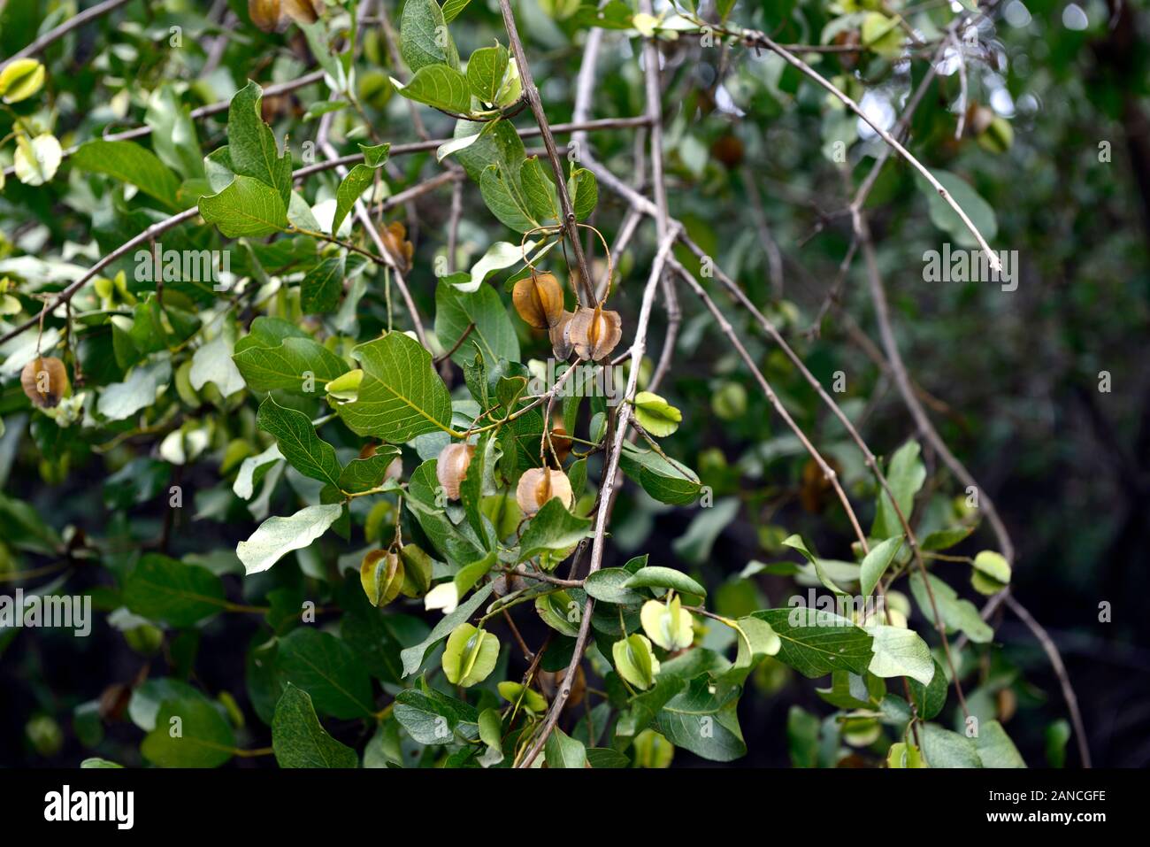 Combretum apiculatum ,Combretaceae,red bushwillow,leaves,foliage,tree,trees,plants,plant,namibia,RM floral Stock Photo