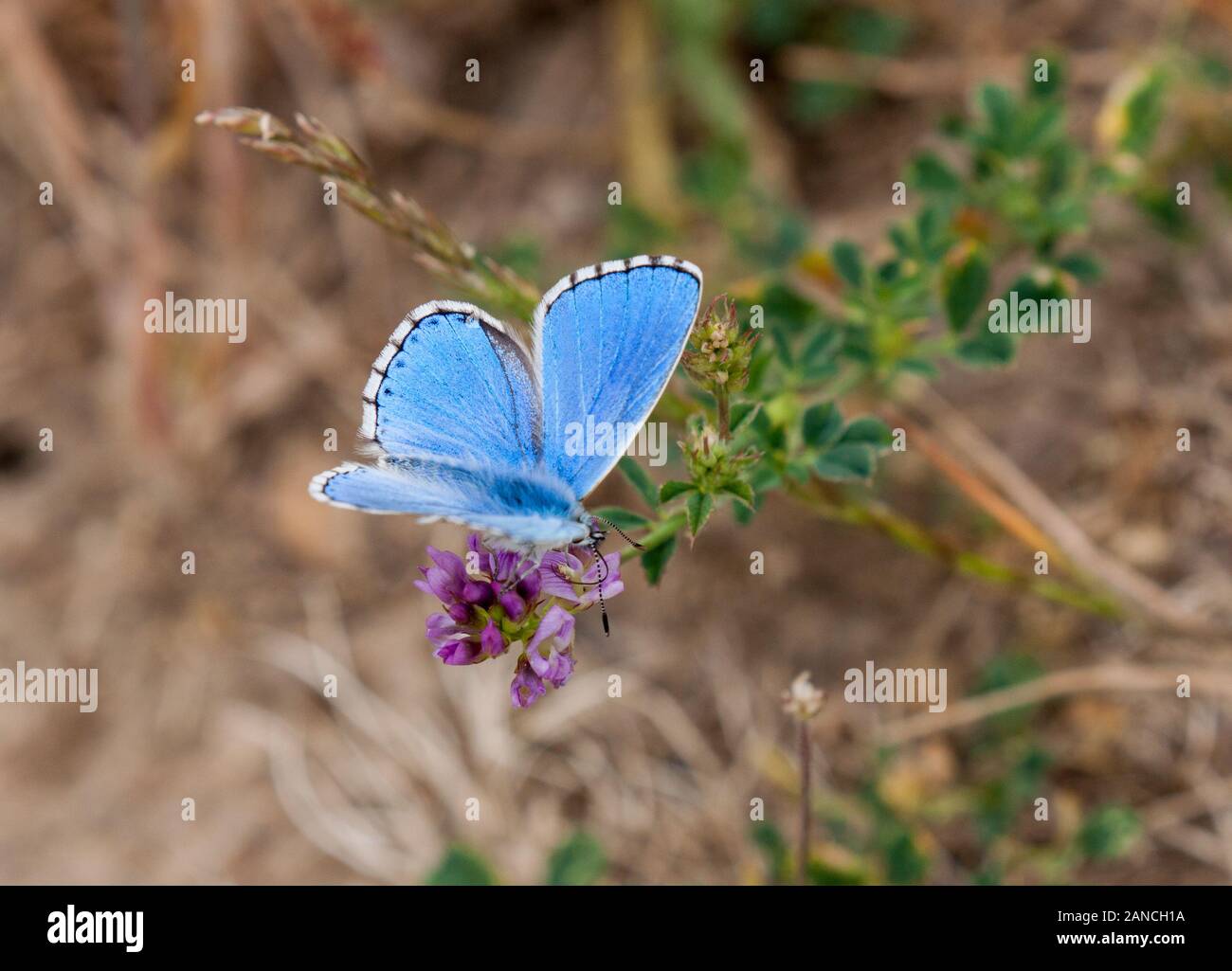 Adonis Blue butterfly Lysandrar bellargus  butterfly  on a flower head in the English countryside on the Purbeck Hills in Dorset England UK Stock Photo