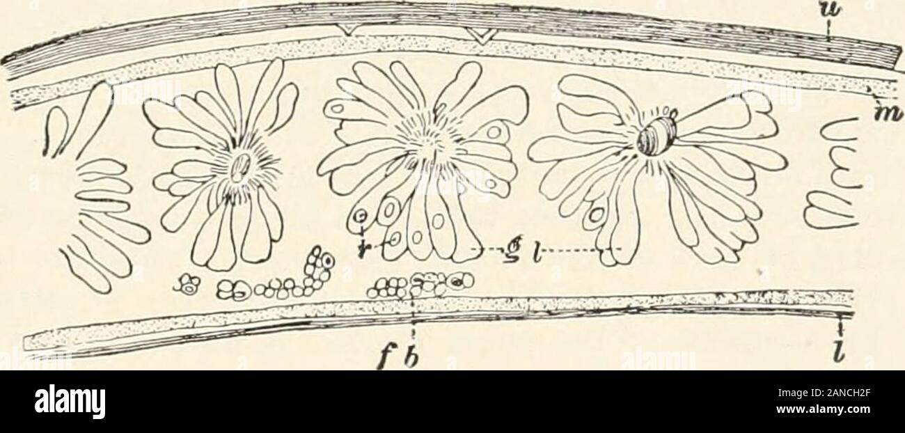 A text-book of entomology, including the anatomy, physiology, embryology and metamorphoses of insects, for use in agricultural and technical schools and colleges as well as by the working entomologist . t the elytra are opened so as to form an THE ELYTRA 125 angle with the body and admit of the free play of the wings(Kirby and Spence). In the running beetles (Carabidae), also in theweevils and in many Ptinidae, the hind wings are wanting, throughdisuse, and often the elytra are firmly united, forming a single hardshell or case. The firmness of the elytra is due both to the thick-ness of the ch Stock Photo
