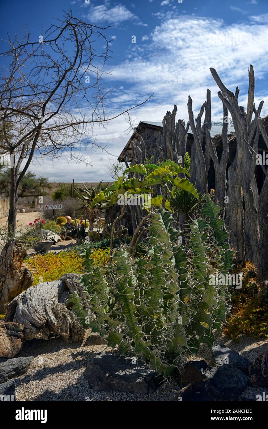boma,fencing,fence,cactus,cacti,succulent,succulents,display,displays