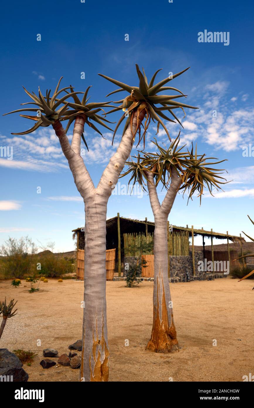 quiver tree,trees,Kokerboom,Aloe dichotoma,succulent,succulents,display,displays,,Namib Desert Nursery,Uis,Mount Brandberg Nature Reserve,Namibia,RM A Stock Photo