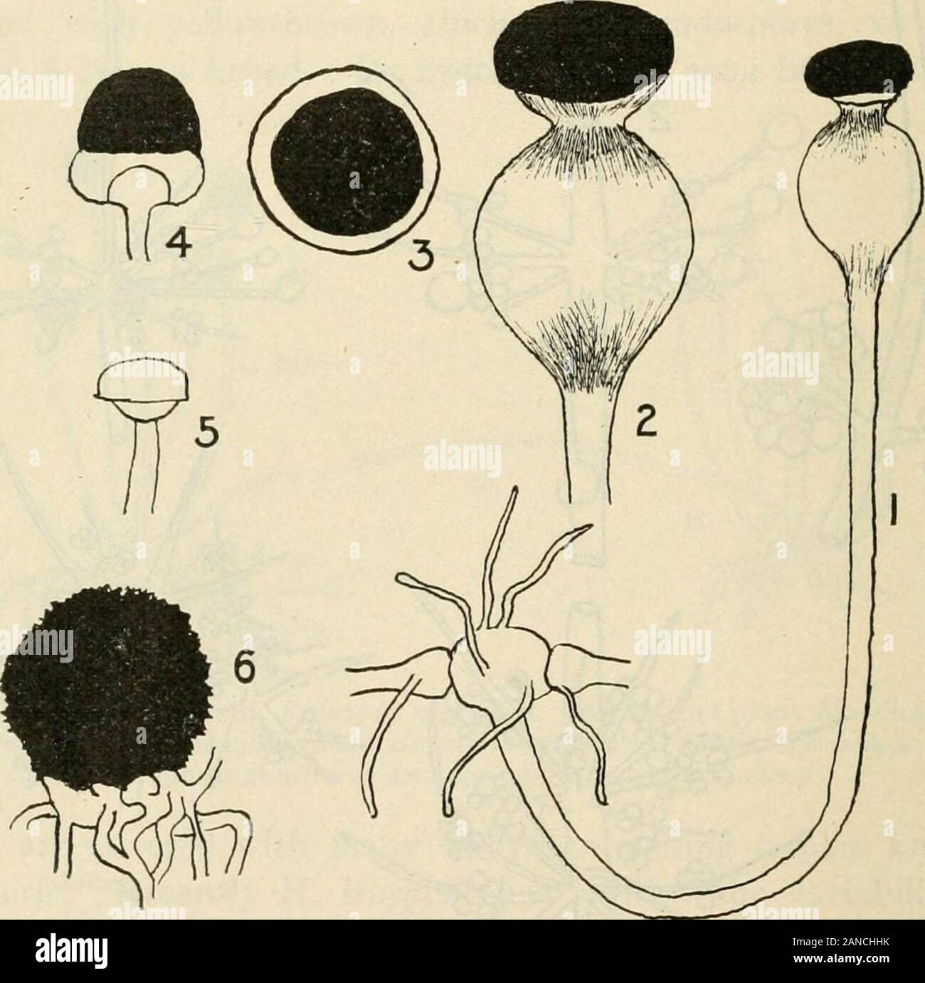 A text-book of mycology and plant pathology . Fig. 32.- -Sporangia of i, Thamnidium elegans; 2, 3, 4, Thamnidiutn chcetocladioides;5, Chalocladium Jonesii. {After Brefeld.) families (Fig. 28) AcARiCACEiE, Boletace^, Clavariace.e and Hy-DNACE^. Its sporangiophores i to 3 cm. high are finally brown in colorand dichotomously branched. The sporangia are spheric with a deli- I02 MYCOLOGY cate sporangial wall, wliich soon disappears leaving the spores on ahemispheric columella. These spores are ii to yoju broad. The ^oofj,broad zygospores are produced from similar branches of a dichotomouslybranched Stock Photo