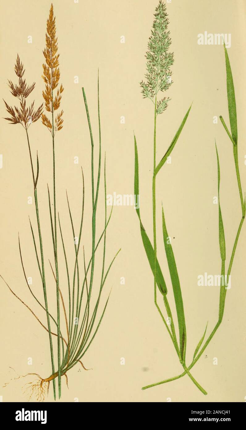 A natural history of British grasses . upper one extending considerablybeyond its leaf, and having at its apex a lengthy-pointedmembranous ligule. Joints smooth. Inflorescence yellowishbrown, compound panicled. Panicle upright, spreading whenin flower. Branches slender, elastic, rough; mostly in clustersof three or five. Spikelets small, acute, numerous, on foot-stalks. Calyx of two glumes, the exterior one being destitute 56 AGROSTIS CANINA. of lateral ribs, dentate the entire length of its keel, andlarger than the inner glume. Floret consisting of one palea,ovate, five-ribbed, hairy at the b Stock Photo