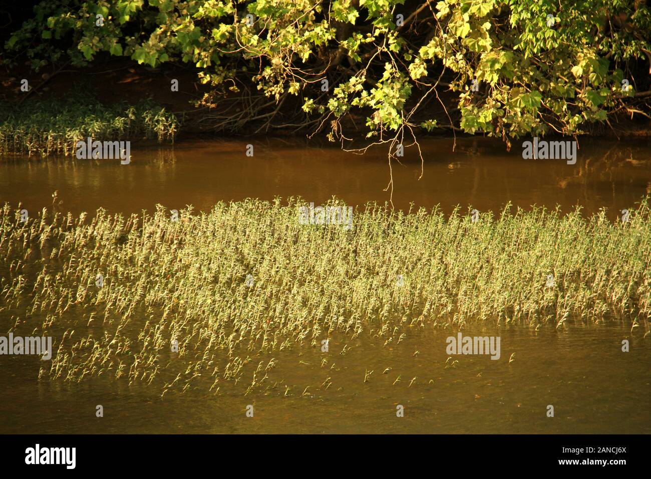 Plants growing by river hires stock photography and images Alamy