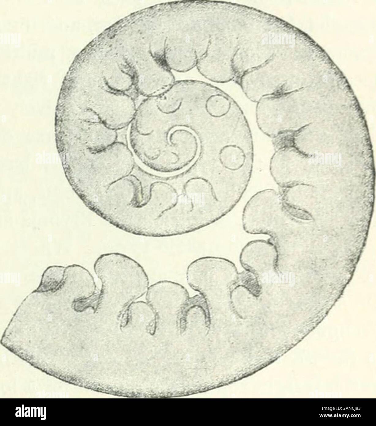 Organography of plants, especially of the archegoniatae and spermaphyta . mongst the Droseraceae—the leaves are quite like those of Drosophyllum,but possess a very marked intercalary growth, and in correspondence there-with have no circinate ptyxis ^ The ptyxis of the leaves depends in myview partly upon the distribution of the growth in the leaf-development,and partly upon the amount of space available in the bud. A superficialexamination of some leaves whichhave laterally involute ptyxis showsthat they are always leaves which re-tain for a long time embryonal tissueand grow at the margin—mut Stock Photo