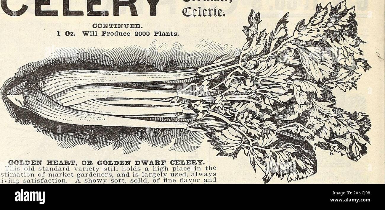 1913 Griffith and Turner Co: farm and garden supplies . CELERY (Herman,Cclerte* CONTINUED.1 Oz. Will Produce 2000 Plants. GOLDEN HEART, OB GOLDEN DWARF CELERY. This old standard variety still holds a high place in theestimation of market gardeners, and is largely used, alwaysgiving satisfaction. A showy sort, solid, of fine flavor anda good keeper. Pits., 5c. and 10c. Oz., 20c. J/4 M&gt;-&gt; 50c-Lb., $1.50. GIANT PASCL CSLEK A selection from the well-known Self-Blanching Celery. It partakes of the best qualitvariety, is somewhat larger, and an excellent keeper. It is ci nne nutty flavor, uein Stock Photo