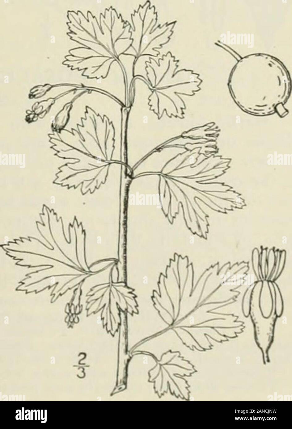 An illustrated flora of the northern United States, Canada and the British possessions : from Newfoundland to the parallel of the southern boundary of Virginia and from the Atlantic Ocean westward to the 102nd meridian; 2nd ed. . ork to North Carolina, es-pecially along the mountains. Smooth gooseberry.May-July. 7. Grossulariahirtella (Michx.) Spach. Low Wild Gooseberry. Fig. 2211. Ribes hirtcllum Michx. Fl. Bor. Am. i: iii. 1803.R. huronensc Rydb.; Britton, Man. 487. 1901.R. oxyacanthoidcs calcicola Fernald, Rhodora 155. 1834- A shrub, 4° high or less, the branches usually with-out spines, so Stock Photo