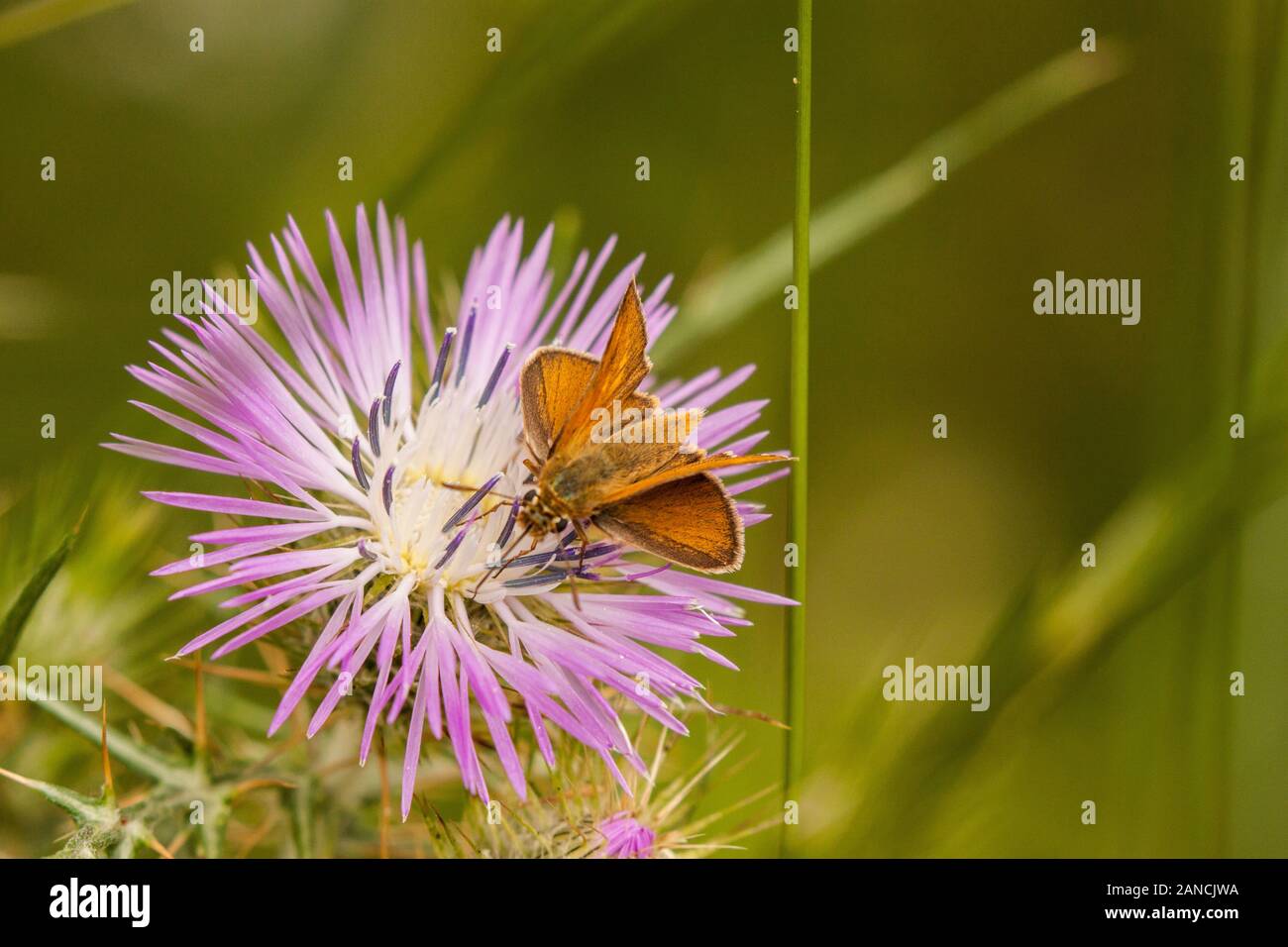 Small Skipper butterfly Thymelicus sylvestris on a flower head Stock Photo