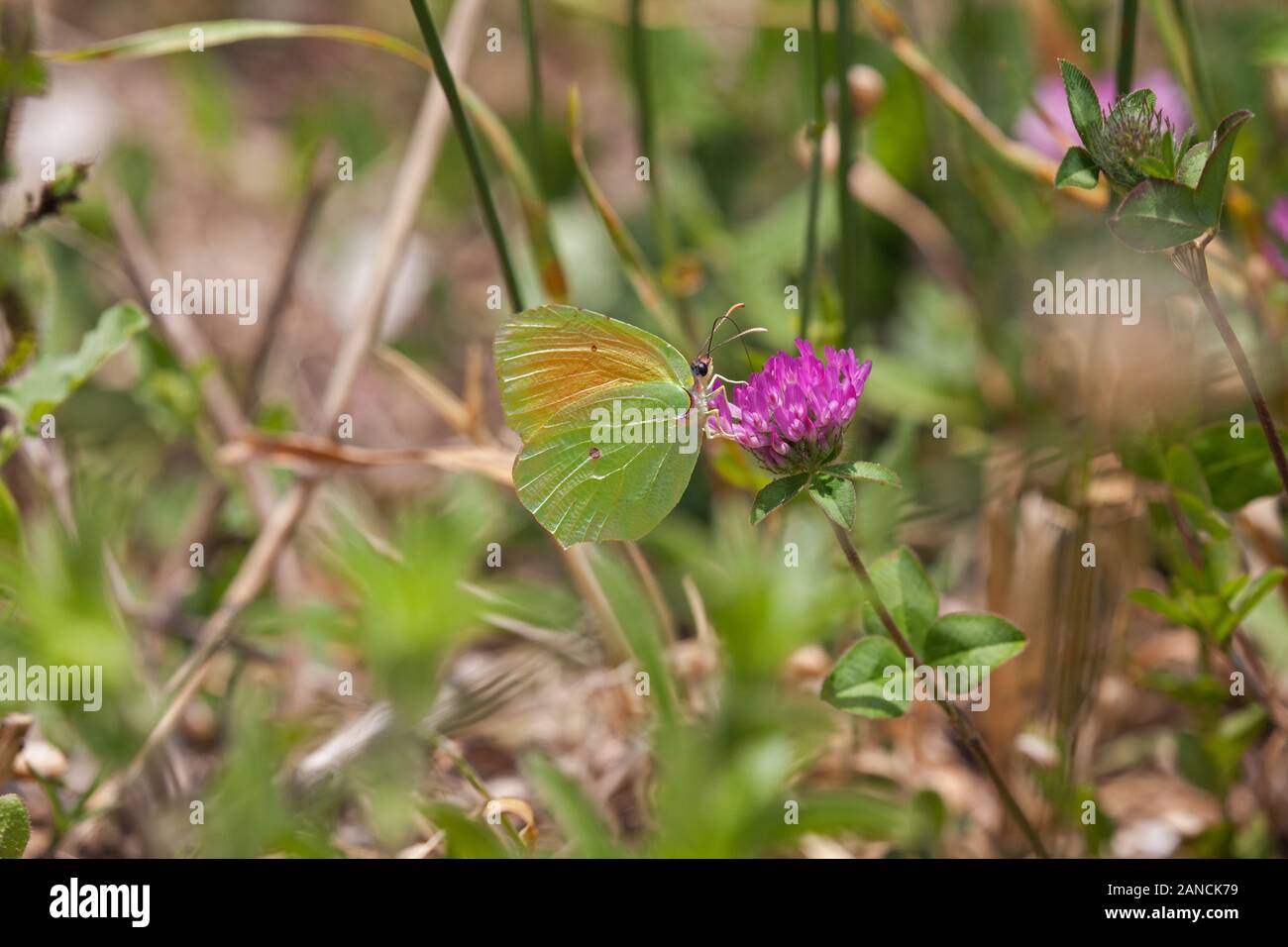 Cleopatra butterfly Gonepteryx cleopatra  on a clover  flower head in the Spanish countryside in the Picos de Europa Stock Photo