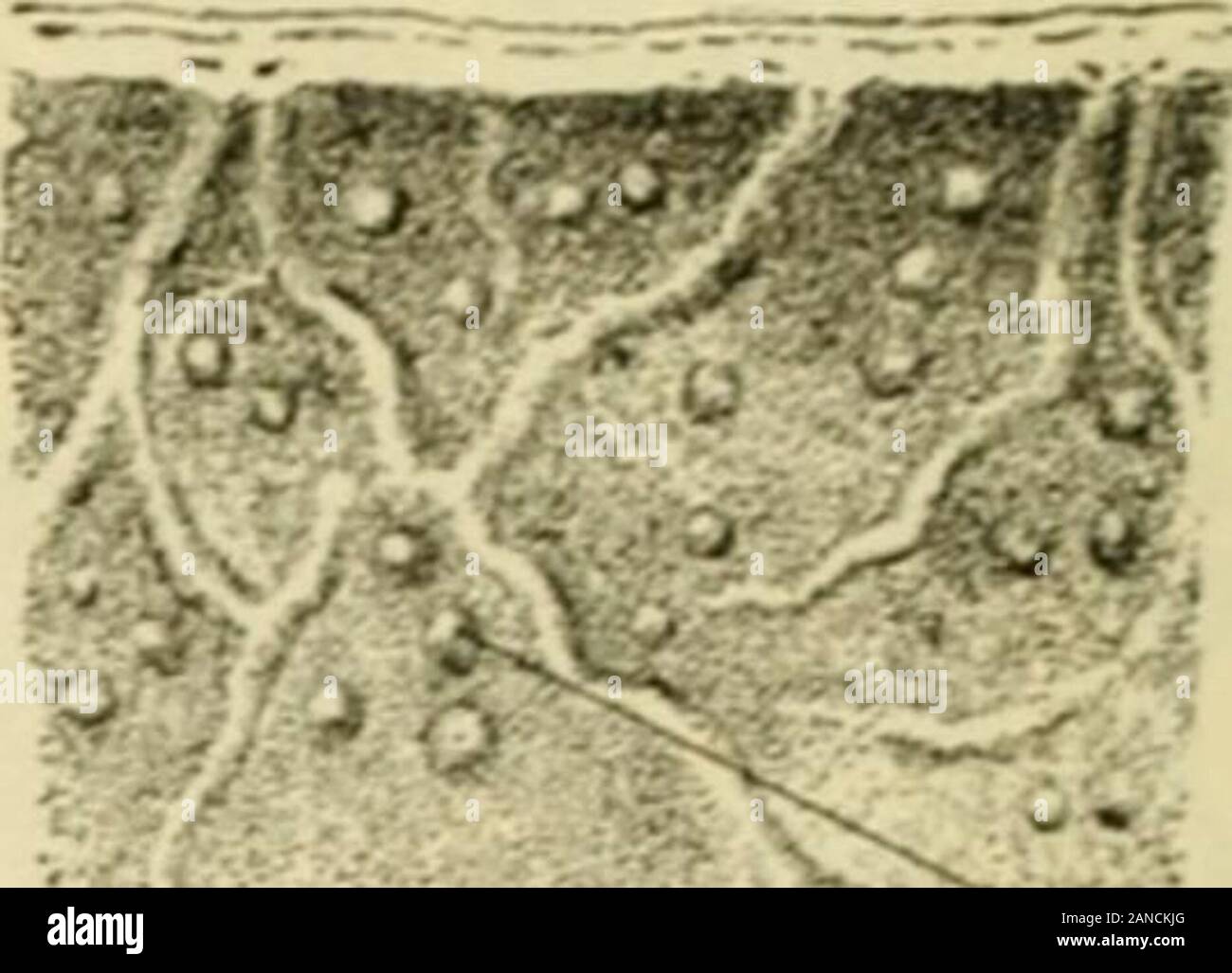 Human anatomy, including structure and development and practical considerations . Fol. nodules Surface views of mucous membrane from upper (A 1 and lower {B) part of ileum, showing folds and soiitar&gt; lymph-nodules. The velvety appearance is due to the villi. Natural size. Stock Photo