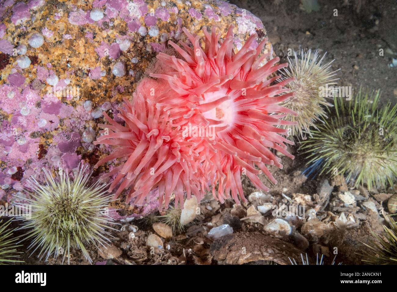 Northern Red Anemone, (Urticina felina), The anemone is in the process of growing another oral disk probably due to an injury. Maine. Gulf of Maine Stock Photo