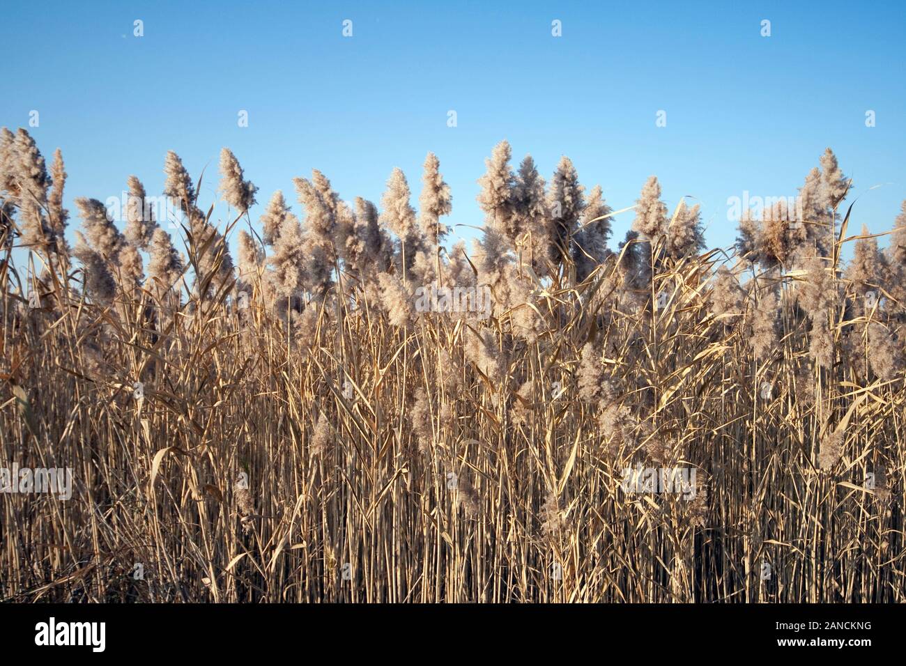 Hanging Reeds Closeup shot cattail seed hi-res stock photography and images - Alamy