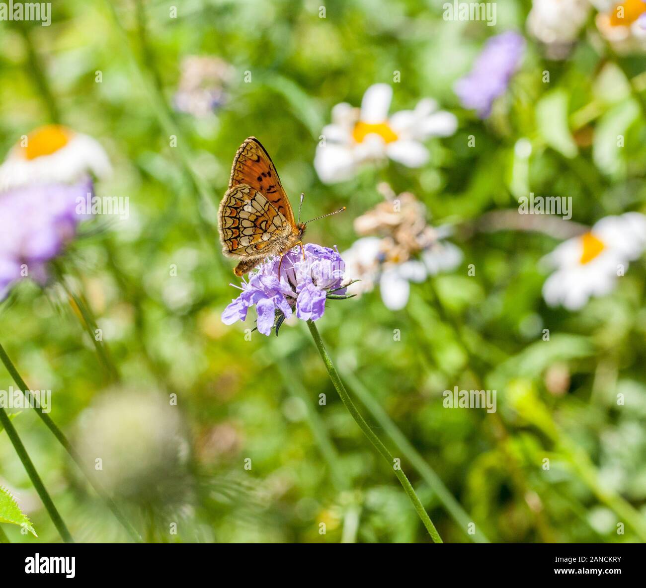 Underside of Knapweed Fritillary butterfly Melitaea phoebe  on a flower head in the Spanish countryside in the Picos de Europa Northern Spain Stock Photo