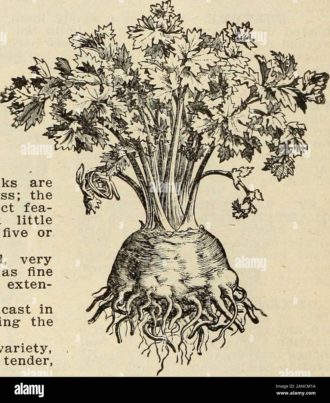 Steckler's seeds : 1915 . e turnip-shaped, very smooth, tenderand marrow-like. The roots are cookedand sliced; or, used with vinegar, theymake an excellent salad; are also usedto flavor meats and soups. GIANT PASCAIi.—This is a selectionfrom the Golden Self-Blanching Celery;it partakes of the best qualities of thatvariety, but it is a much larger andbetter keeper. It is of a fine nuttyflavor; grows about two feet high; the stalks arevery broad, thick and crisp, entirely stringless; thewidth and thickness of the stalks are distinct fea-tures of this kind. It bleaches with but littleearthing up Stock Photo