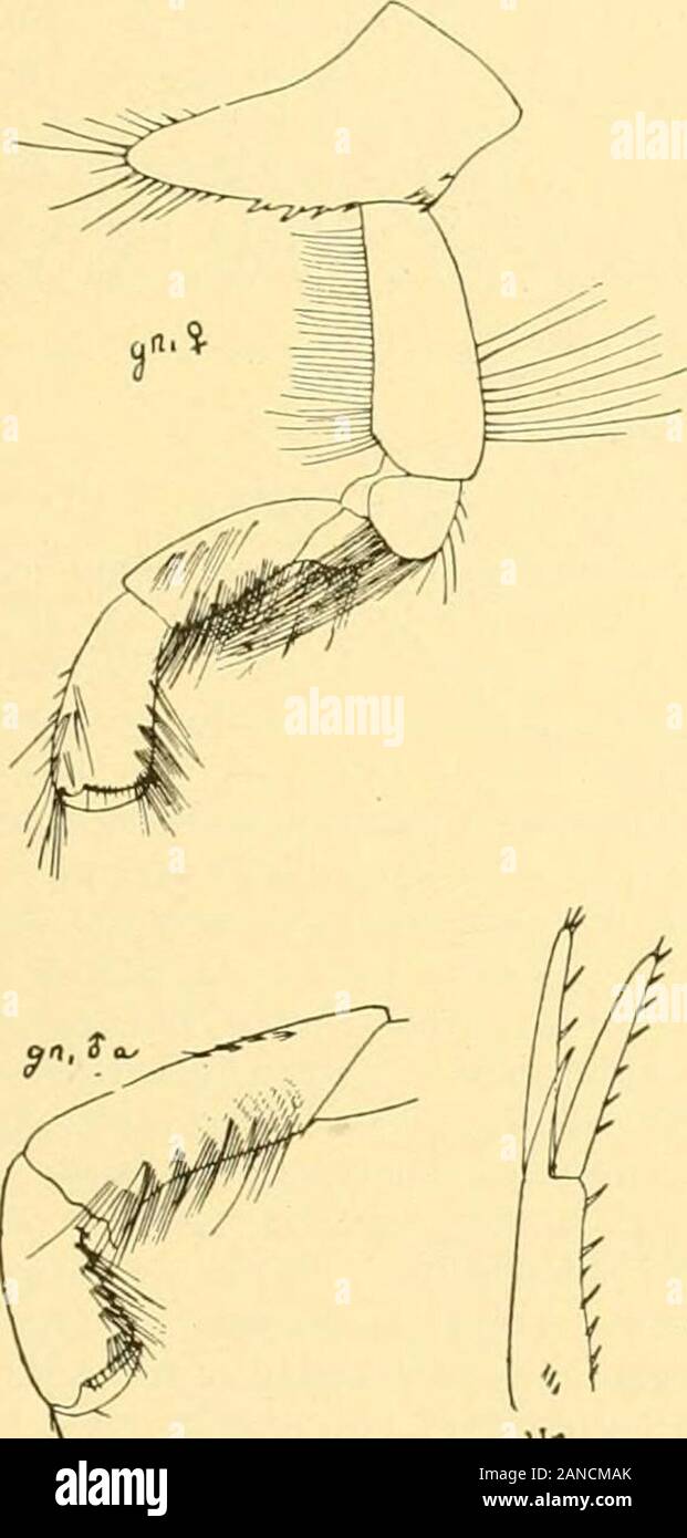 Bulletin of the Bureau of Fisheries . al end; both margins of carpus and AMlHIIonA K SOllflKKN NEW KNliLAND. 523 propodus fringed with tufts of setse; first and second peroeopods equal; merus much longer and widerthan carpus, which is wider than tin- slender, tapering propodus; dactyl slender, nearly straight, aboutthree-fourths the length of propodus; last three pairs with basal joints broad; third pair short, abouthalf the length of fifth; third abdominal segment about as long as two preceding ones combined;posterior margins of fourth and fifth abdominal segments witli a row of spines on eit Stock Photo