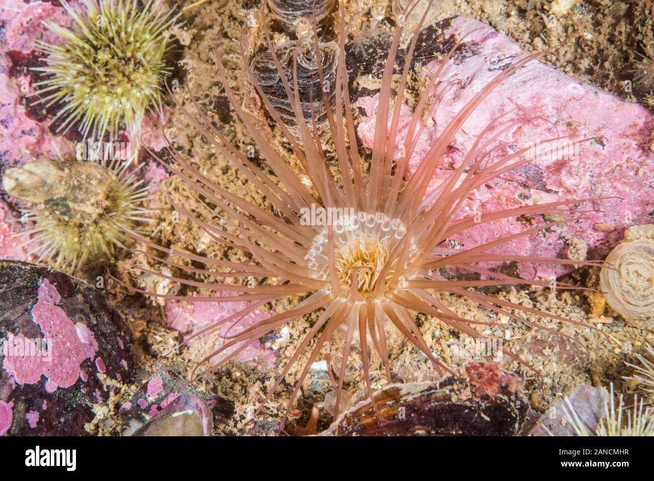 Northern Cerianthid, Cerianthus borealis, Deer Island, New Brunswick ...